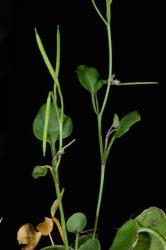 Cardamine caesiella. Inflorescence with cauline leaves and siliques.
 Image: P.B. Heenan © Landcare Research 2019 CC BY 3.0 NZ